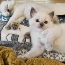 Потрясающие девочки Рэгдолл, в Москве