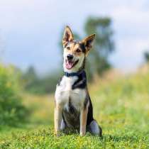 Веселый и жизнерадостный Скай в добрые руки!, в Москве