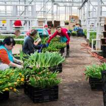 Работа и вакансии женщинам в Голландии, в г.Львов