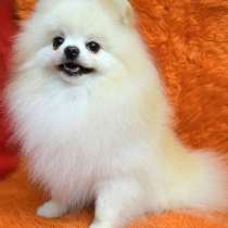 Померанский шпиц. Мини, в г.Aach