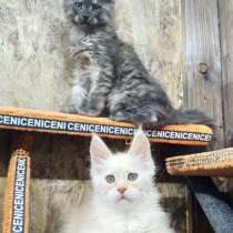 Котята MaineCoon, в Ставрополе