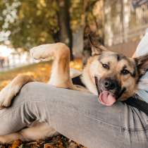 Маленькая собачка с огромным сердцем и яркой улыбкой в дар, в Москве