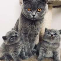 Шотландский вислоухие, в Москве