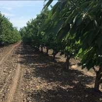 Продам Действующий Бизнес - 29 Га в ЕГОРЛЫКСКОМ районе, в Егорлыкской