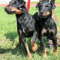 Щенки ягдтерьера от рабочих родителей, в Санкт-Петербурге