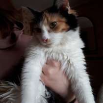 Котенок ищет дом, в Кемерове
