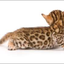 Бенгальские котята, в г.Минск