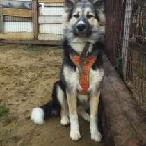 Невероятно красивый, но сложный щенок, в Санкт-Петербурге