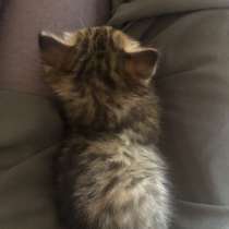 Отдаю малышку в добрые руки, в г.Тбилиси