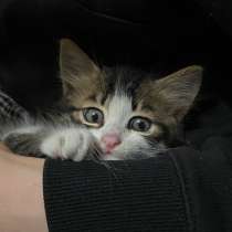 Отдаем в добрые руки котят, в г.Стамбул