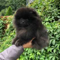 BLACK POMERANIAN BOY FOR SALE, в г.Рига