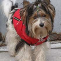 Щенки бивер йоркширского терьера, в Симферополе