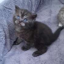 Котята бкх ищут новыи дом, в г.Гельзенкирхен