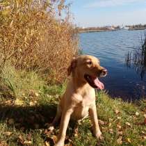 Щенок лабрадора, в г.Минск