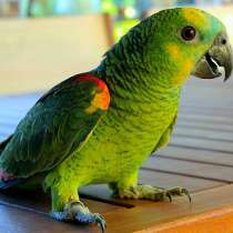 Амазоны - абсолютно ручные птенцы из питомника, в Москве