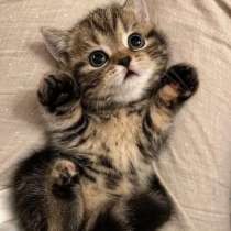 Шотландские котята, в Москве