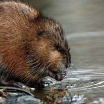 Куплю шкурки ондатры, в Севастополе