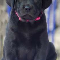 Лабрадор - ретривер. Black and fawn, в г.Берлин