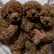 Toy puddle, в г.Гуденсберг