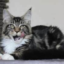 Продам шикарного котика породы Мейн кун, в Томилино