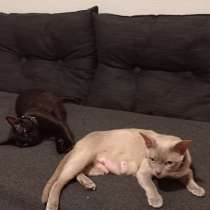 Бурма Европейская, в г.Хальмстад