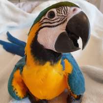 Сине желтый ара (Ara ararauna) - ручные птенцы из питомника, в Москве