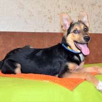 Ласковый щенок-подросток Мартин, метис овчарки в добрые руки, в Москве