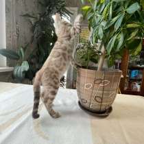 Снежный Бенгальский мальчик в разведение, в г.Гермеринг