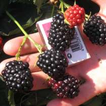 Ежевика крупноплодная блек сатин, в Севастополе