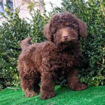 Пудель. Chocolate, в г.Берлин