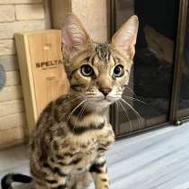 Мальчик Саванна F2, в г.Лион