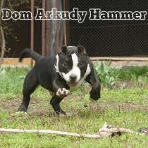 Американский булли, в г.Хельсинки