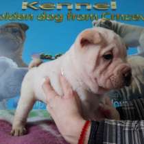 Шар-пей щенки, в г.Белград