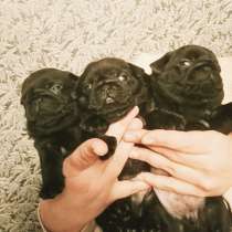 Щенки мопса, в Кирове