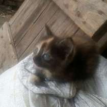 Котёнок, в Новомосковске