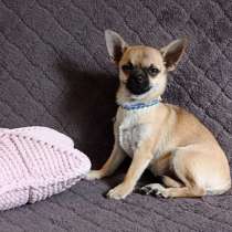 Чихуахуа. Мини, в г.Кассель