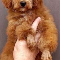 Пудель, в г.Аланья