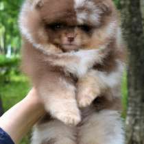 Необычные шоколадки породы померанский шпиц мини ждут вас, в г.Варшава