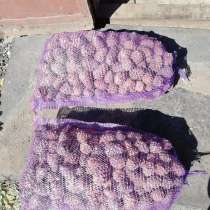 Шишка кедровая, орех, в г.Минск