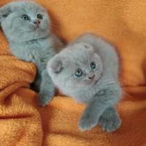 Котята Gatitos british y scottish, в г.Дения