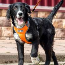 Дай Джим на счастье лапу мне, в Москве