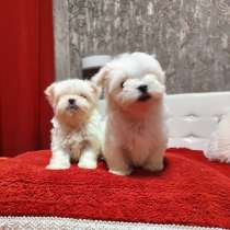 Maltese. Micro mini boy's, в г.Берлин