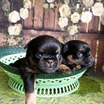 Мальчики пти-брабансоны, в Москве