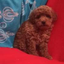 Той пудель. Red girl, в г.Гамбург