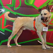 Обаятельный красавец Шумахер, молодой особенный пес в дар, в Москве