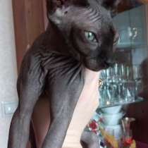 Pisii Sphynx, baiat si fata, varsta 4 luni, в г.Яссы