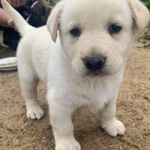 Кошка и щенок, в Москве