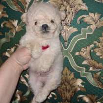 Пудель teacup, в г.Берлин