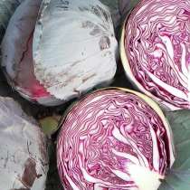 Капуста краснокочанная сорт Рубин МС, в Москве