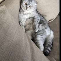 Продажа шотландских котят, в Краснодаре